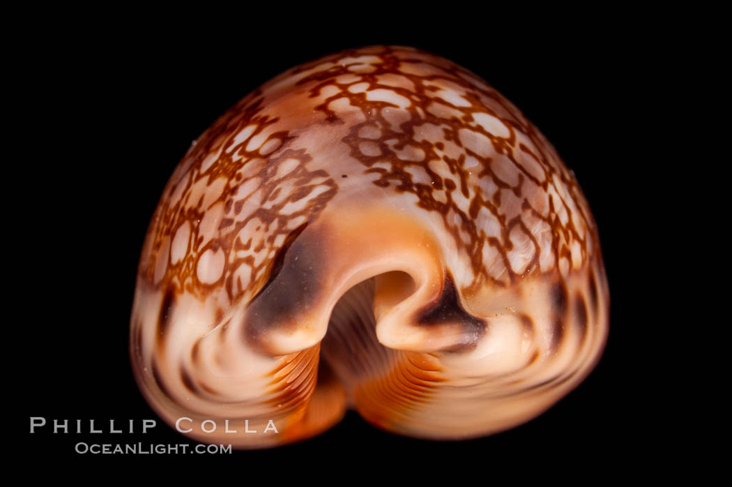 Arabian Cowrie., Cypraea arabica grayana, natural history stock photograph, photo id 08112