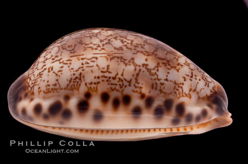 Arabian Cowrie., Cypraea arabica grayana, natural history stock photograph, photo id 08440