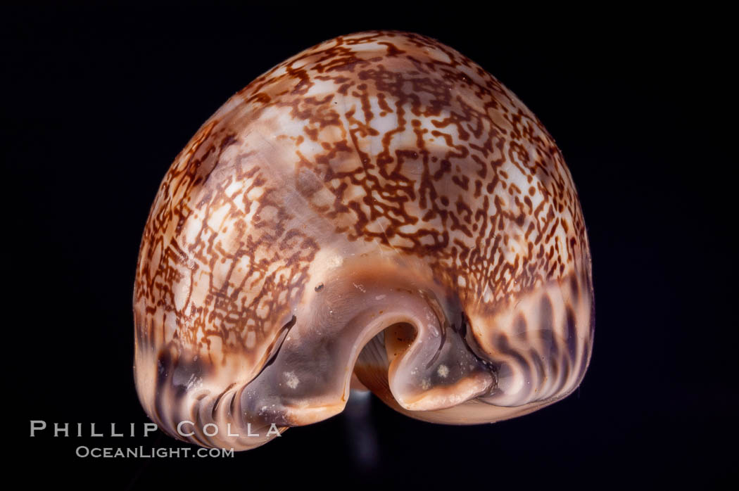 Arabian Cowrie., Cypraea arabica grayana, natural history stock photograph, photo id 07987