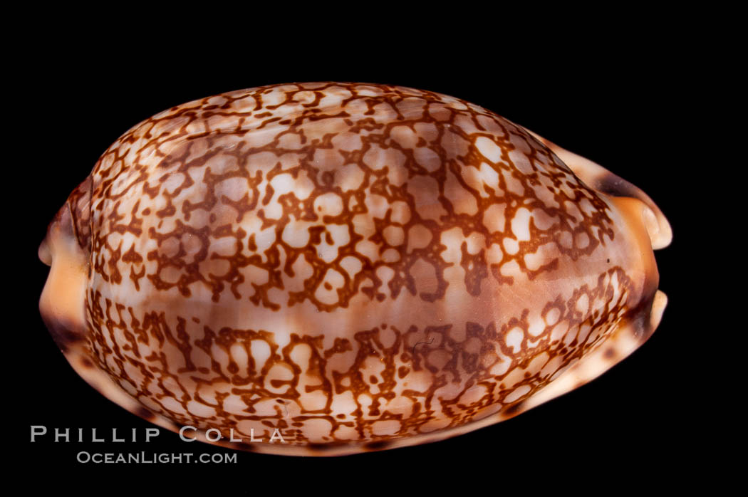 Arabian Cowrie., Cypraea arabica grayana, natural history stock photograph, photo id 08109