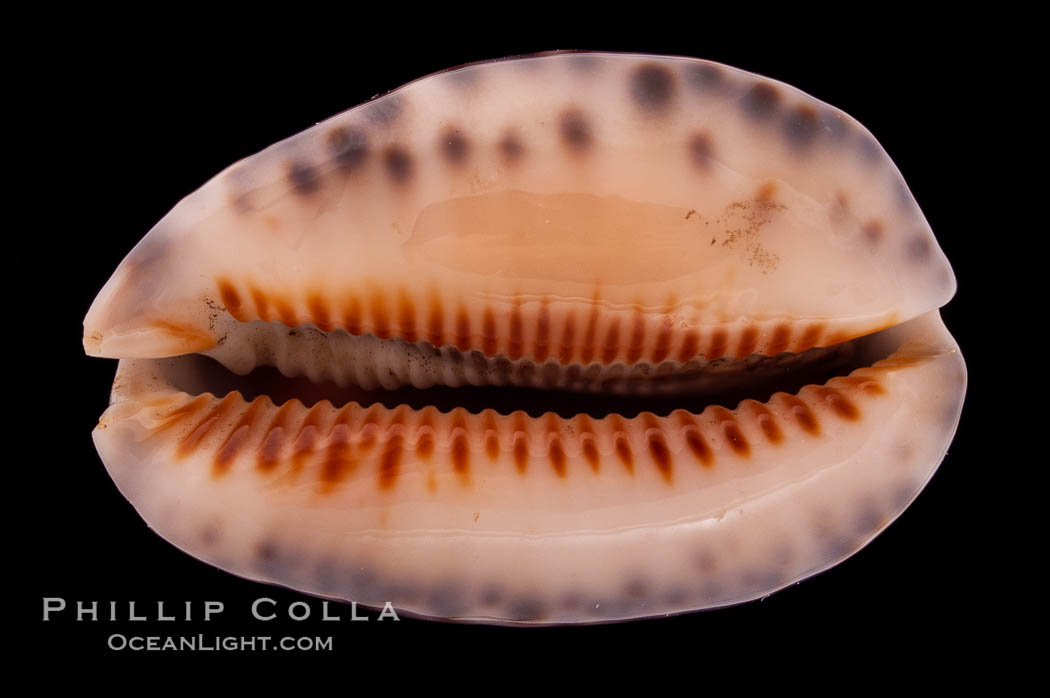 Arabian Cowrie., Cypraea arabica, natural history stock photograph, photo id 08443