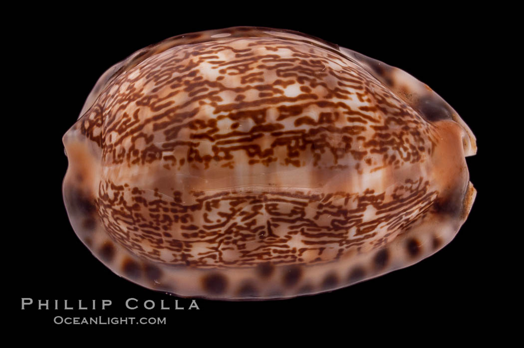 Arabian Cowrie., Cypraea arabica, natural history stock photograph, photo id 08442