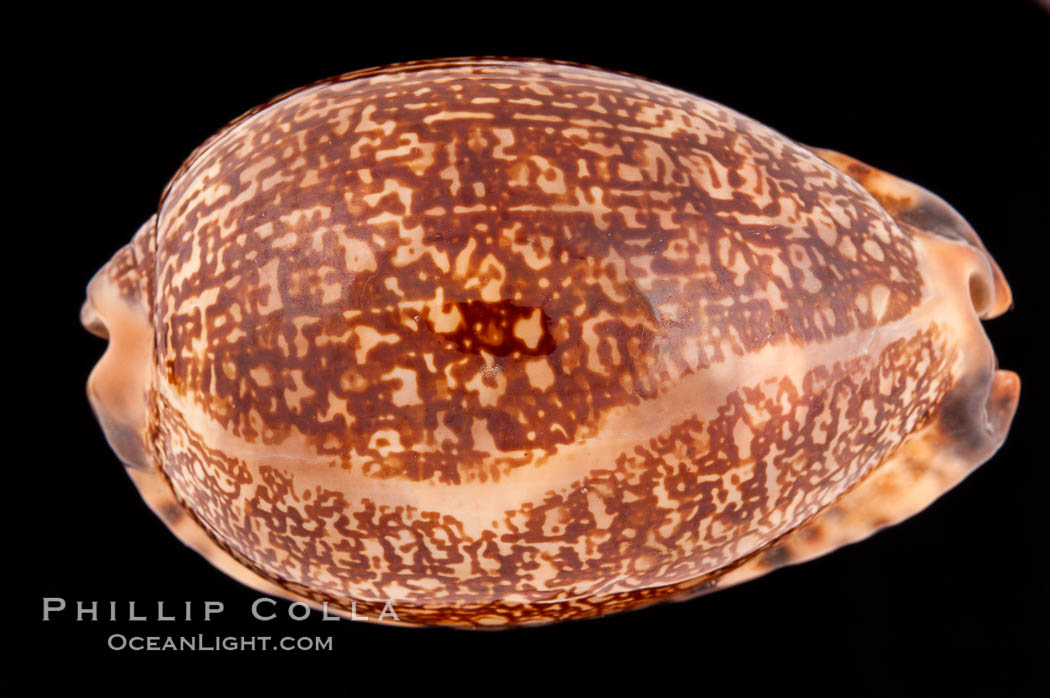 Arabian Cowrie., Cypraea arabica immanis, natural history stock photograph, photo id 08524