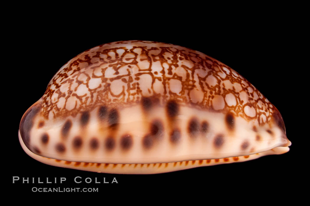 Arabian Cowrie., Cypraea arabica grayana, natural history stock photograph, photo id 08111