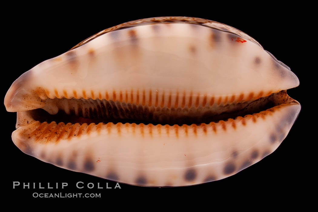 Arabian Cowrie., Cypraea arabica grayana, natural history stock photograph, photo id 08439