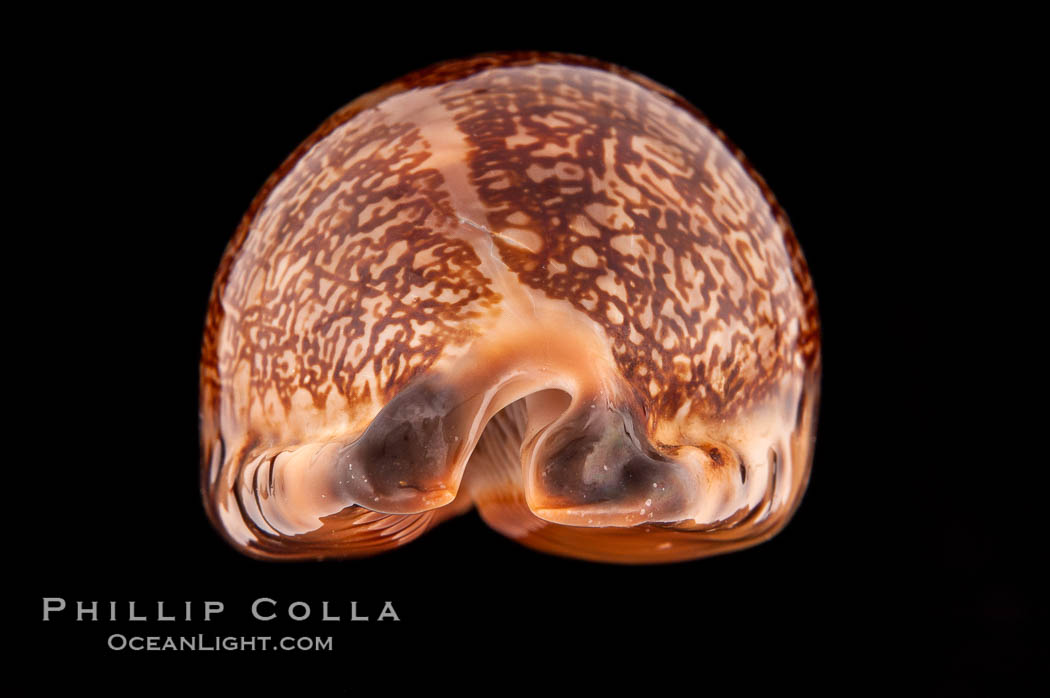 Arabian Cowrie., Cypraea arabica immanis, natural history stock photograph, photo id 08527