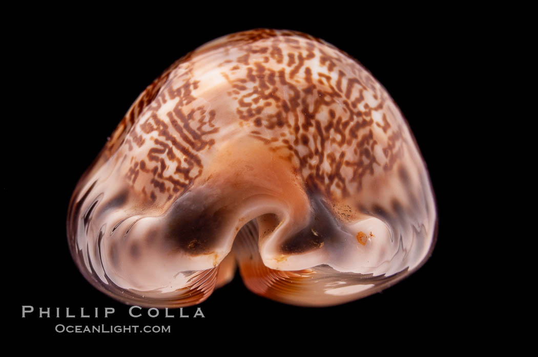 Arabian Cowrie., Cypraea arabica, natural history stock photograph, photo id 08445