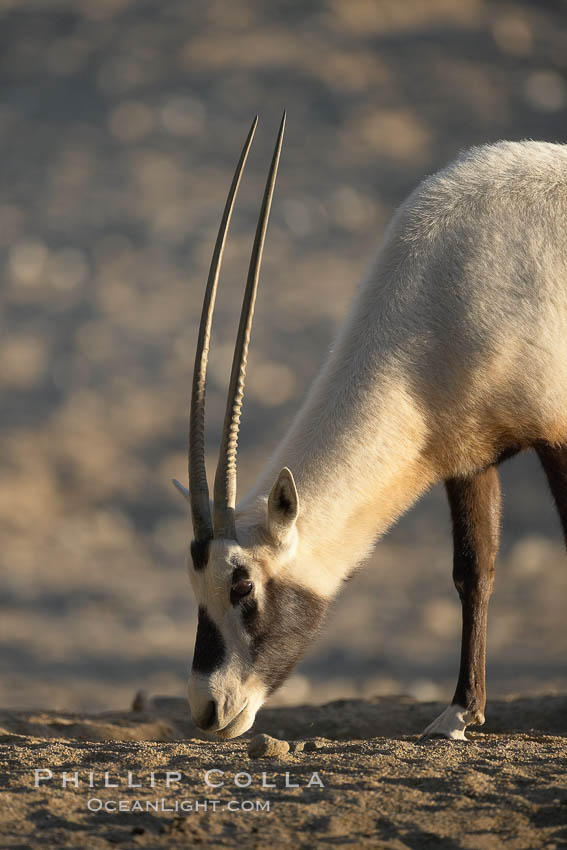 Arabian oryx.  The Arabian oryx is now extinct in the wild over its original range, which included the Sinai and Arabian peninsulas, Jordan, Syria and Iraq.  A small population of Arabian oryx have been reintroduced into the wild in Oman, with some success., Oryx leucoryx, natural history stock photograph, photo id 17958