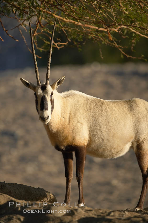 Arabian oryx.  The Arabian oryx is now extinct in the wild over its original range, which included the Sinai and Arabian peninsulas, Jordan, Syria and Iraq.  A small population of Arabian oryx have been reintroduced into the wild in Oman, with some success., Oryx leucoryx, natural history stock photograph, photo id 17960