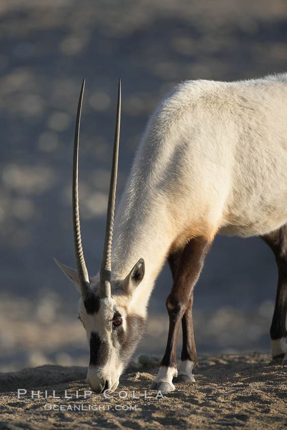 Arabian oryx.  The Arabian oryx is now extinct in the wild over its original range, which included the Sinai and Arabian peninsulas, Jordan, Syria and Iraq.  A small population of Arabian oryx have been reintroduced into the wild in Oman, with some success., Oryx leucoryx, natural history stock photograph, photo id 17957