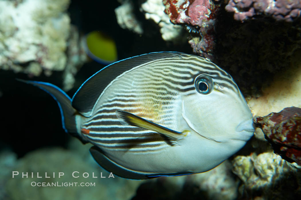 Arabian surgeonfish., Acanthurus sohal, natural history stock photograph, photo id 11760