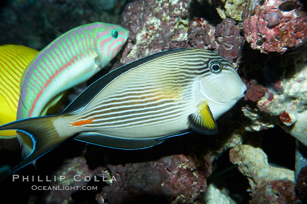 Arabian surgeonfish., Acanthurus sohal, natural history stock photograph, photo id 11763