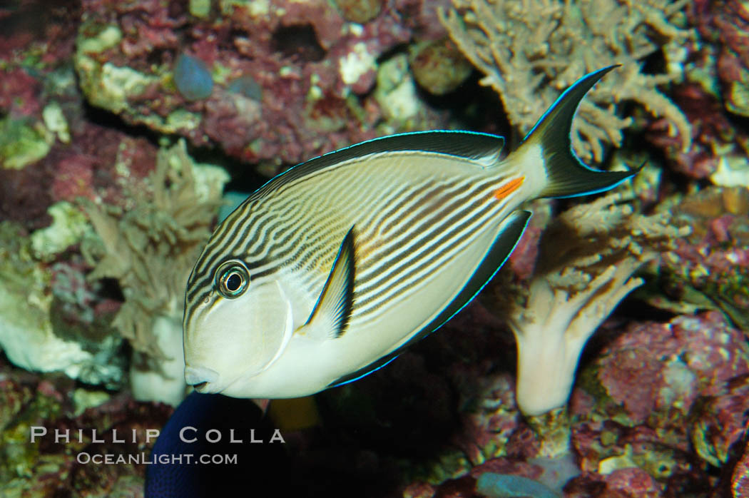 Arabian surgeonfish., Acanthurus sohal, natural history stock photograph, photo id 08653