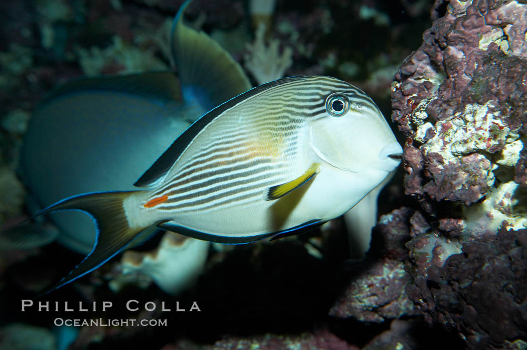 Arabian surgeonfish., Acanthurus sohal, natural history stock photograph, photo id 11762