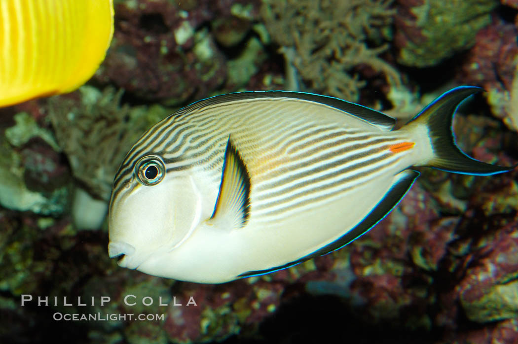 Arabian surgeonfish., Acanthurus sohal, natural history stock photograph, photo id 08655
