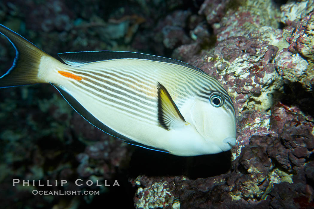 Arabian surgeonfish., Acanthurus sohal, natural history stock photograph, photo id 11759