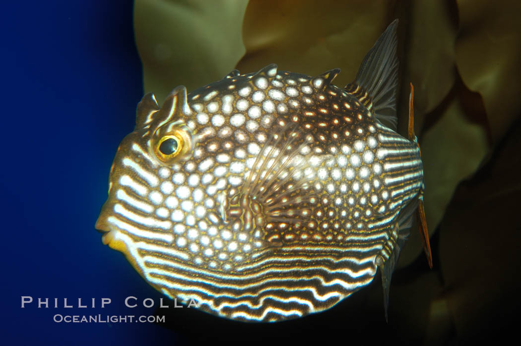 Ornate cowfish, female coloration., Aracana ornata, natural history stock photograph, photo id 09254