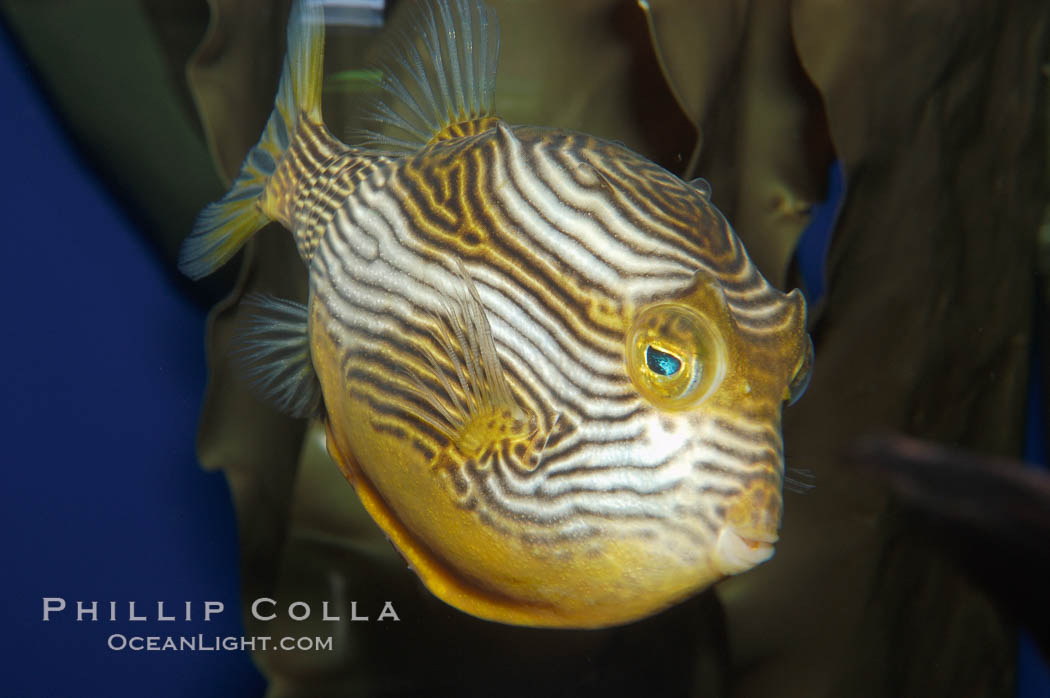Ornate cowfish, male coloration., Aracana ornata, natural history stock photograph, photo id 09248