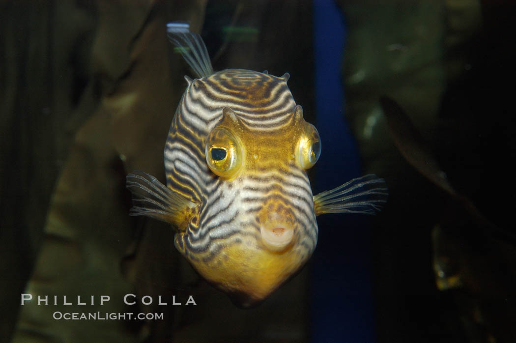 Ornate cowfish, male coloration., Aracana ornata, natural history stock photograph, photo id 09251