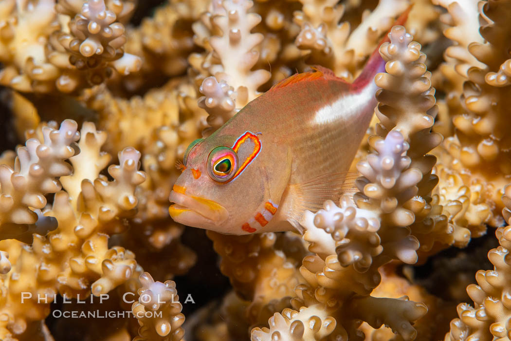 Arc-eye Hawkfish, Paracirrhites arcatus, Fiji. Namena Marine Reserve, Namena Island, Paracirrhites arcatus, natural history stock photograph, photo id 34784