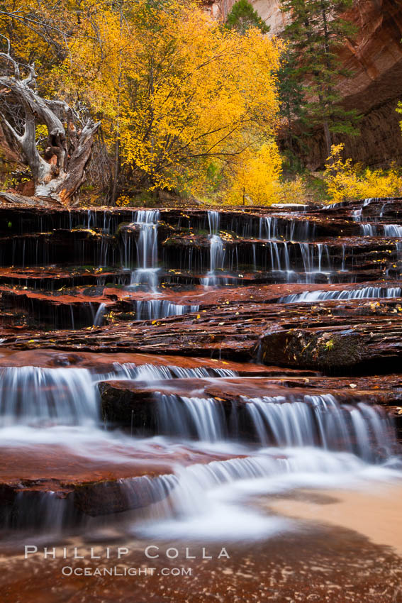 Archangel Falls in autumn, near the Subway in North Creek Canyon, with maples and cottonwoods turning fall colors. Zion National Park, Utah, USA, natural history stock photograph, photo id 26134