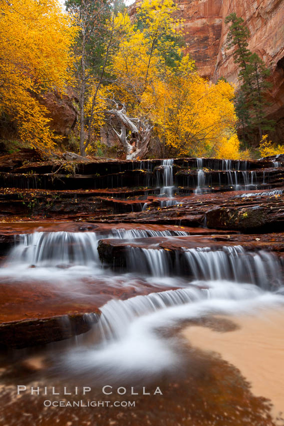 Archangel Falls in autumn, near the Subway in North Creek Canyon, with maples and cottonwoods turning fall colors. Zion National Park, Utah, USA, natural history stock photograph, photo id 26139