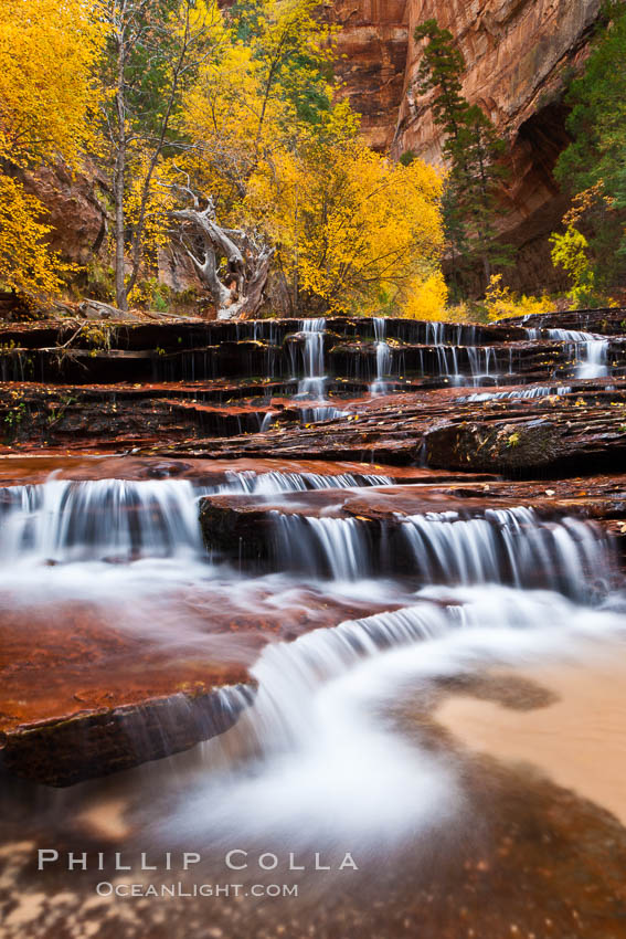 Archangel Falls in autumn, near the Subway in North Creek Canyon, with maples and cottonwoods turning fall colors. Zion National Park, Utah, USA, natural history stock photograph, photo id 26097