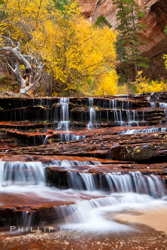 Archangel Falls in autumn, near the Subway in North Creek Canyon, with maples and cottonwoods turning fall colors. Zion National Park, Utah, USA, natural history stock photograph, photo id 26397