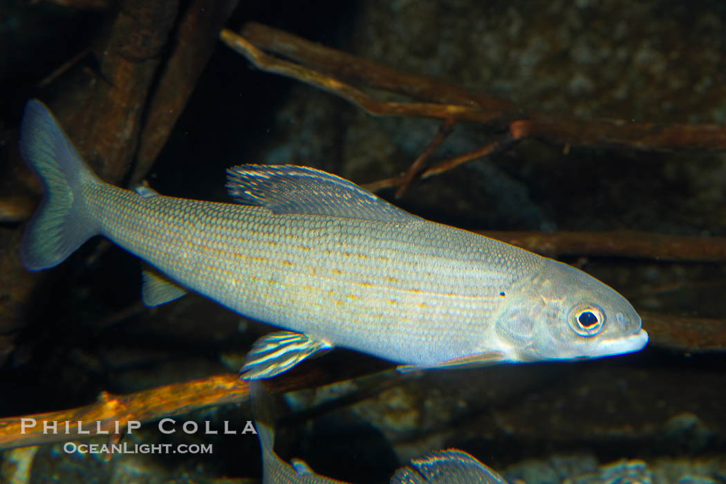 Arctic grayling., Thymallus arcticus arcticus, natural history stock photograph, photo id 16954