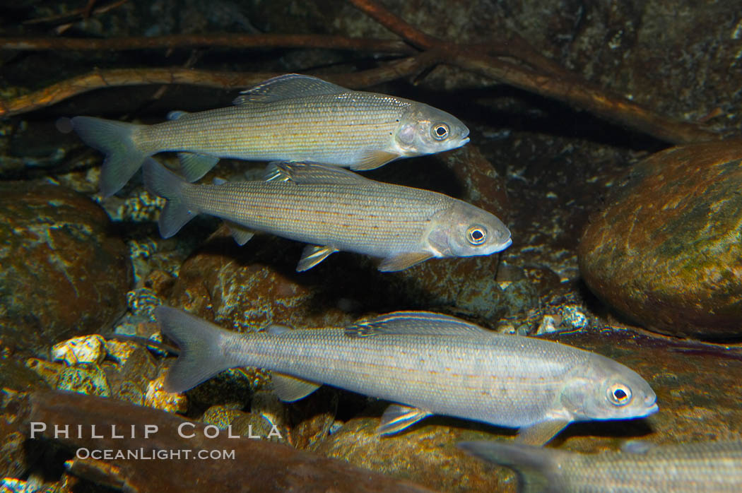 Arctic grayling., Thymallus arcticus arcticus, natural history stock photograph, photo id 16956