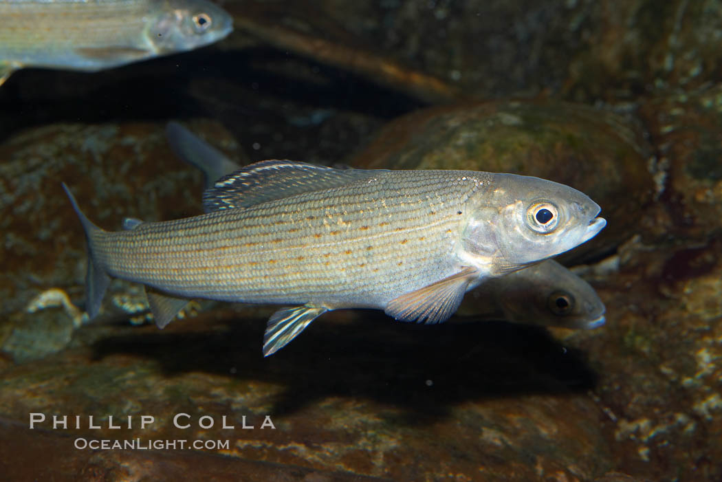 Arctic grayling, Thymallus arcticus arcticus, 16953