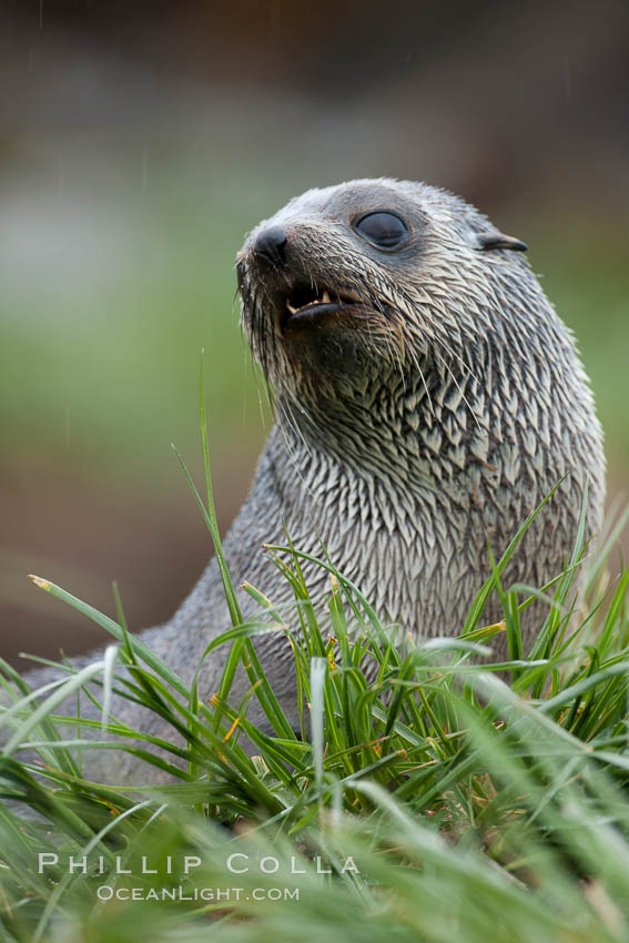 Antarctic fur seal. South Georgia Island, Arctocephalus gazella, natural history stock photograph, photo id 26347