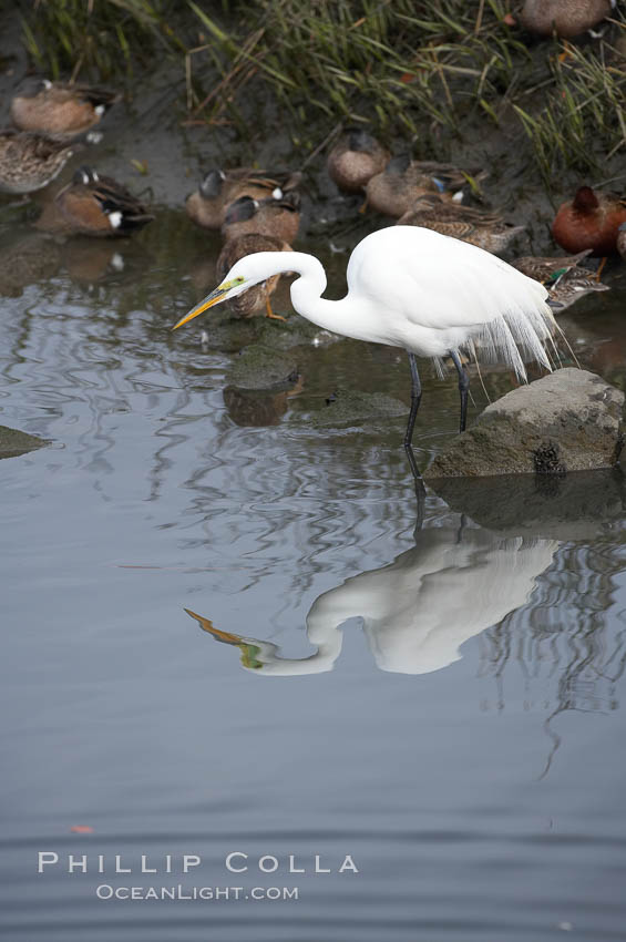 Great egret (white egret). Upper Newport Bay Ecological Reserve, Newport Beach, California, USA, Ardea alba, natural history stock photograph, photo id 15662