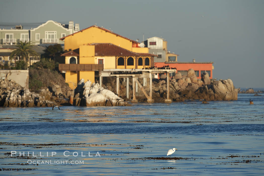 Great egret catches a fish while standing on floating kelp in front of Cannery Row buildings, along the Monterey waterfront, early morning. California, USA, Ardea alba, natural history stock photograph, photo id 21554