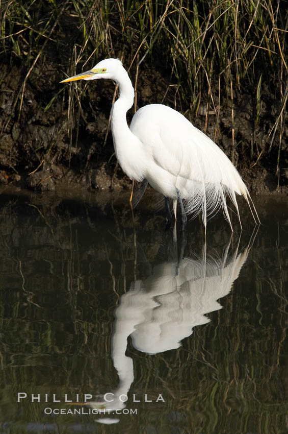 Great egret (white egret). Upper Newport Bay Ecological Reserve, Newport Beach, California, USA, Ardea alba, natural history stock photograph, photo id 15659