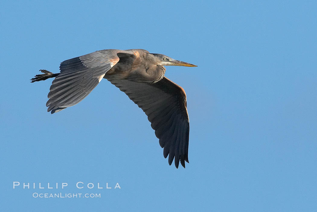 Great blue heron. La Jolla, California, USA, Ardea herodias, natural history stock photograph, photo id 15567