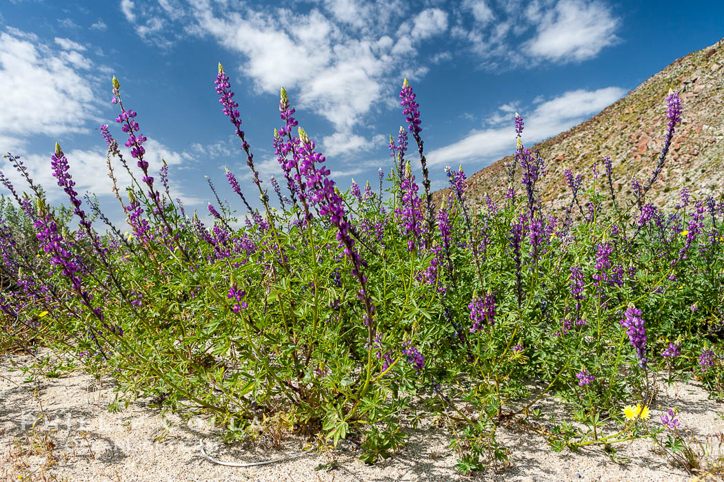 Lupine color the floor of the Borrego Valley in spring.  Heavy winter rains led to a historic springtime bloom in 2005, carpeting the entire desert in vegetation and color for months. Anza-Borrego Desert State Park, Borrego Springs, California, USA, Lupinus arizonicus, natural history stock photograph, photo id 10950