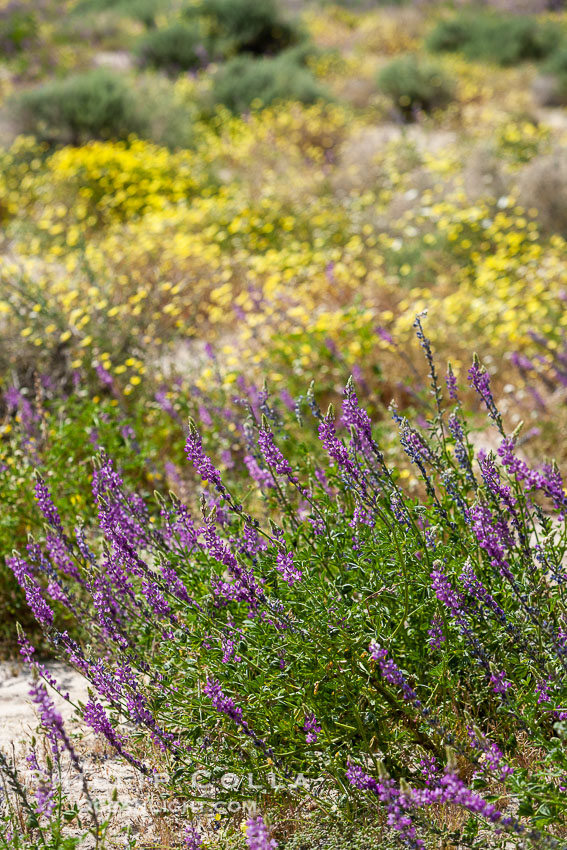 Lupine color the floor of the Borrego Valley in spring.  Heavy winter rains led to a historic springtime bloom in 2005, carpeting the entire desert in vegetation and color for months. Anza-Borrego Desert State Park, Borrego Springs, California, USA, Lupinus arizonicus, natural history stock photograph, photo id 10954