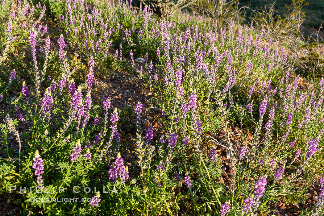 Lupine color the sides of the Borrego Valley in spring.  Heavy winter rains led to a historic springtime bloom in 2005, carpeting the entire desert in vegetation and color for months. Anza-Borrego Desert State Park, Borrego Springs, California, USA, Lupinus arizonicus, natural history stock photograph, photo id 10966