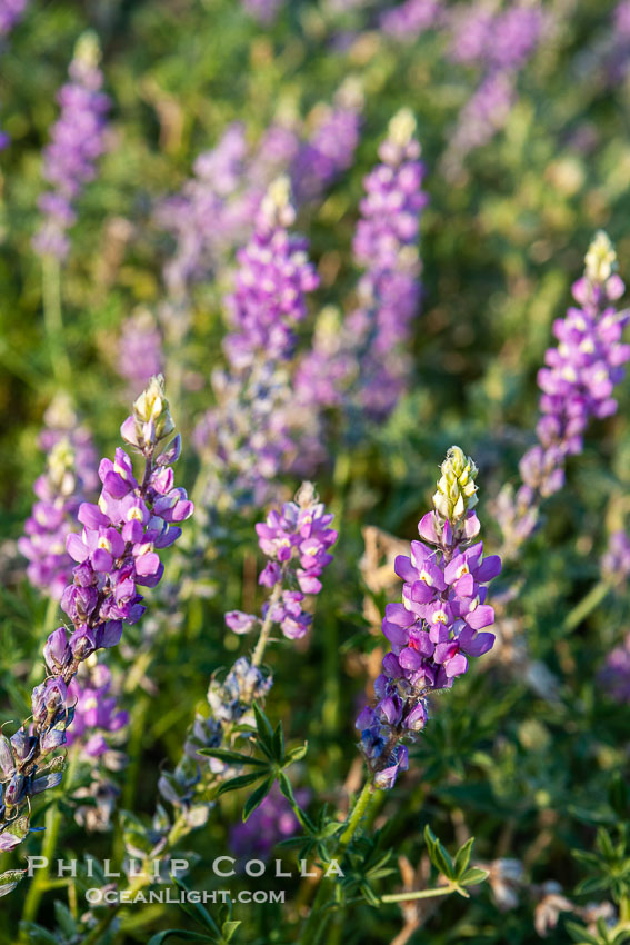 Lupine color the sides of the Borrego Valley in spring.  Heavy winter rains led to a historic springtime bloom in 2005, carpeting the entire desert in vegetation and color for months. Anza-Borrego Desert State Park, Borrego Springs, California, USA, Lupinus arizonicus, natural history stock photograph, photo id 10970