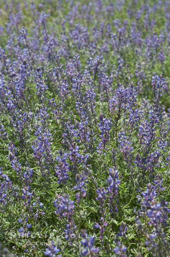 Arizona lupine blooms in spring in the hills above Anza-Borrego Desert State Park, Montezuma Drive. Borrego Springs, California, USA, Lupinus arizonicus, natural history stock photograph, photo id 11390