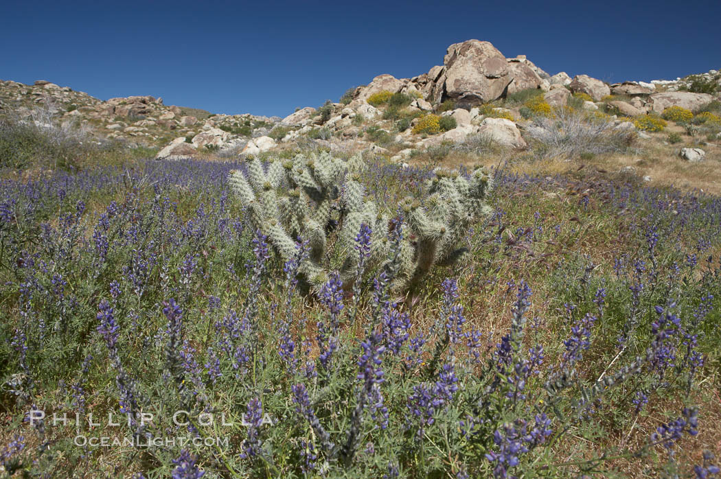 Arizona lupine blooms in spring in the hills above Anza-Borrego Desert State Park, Montezuma Drive. Borrego Springs, California, USA, Lupinus arizonicus, natural history stock photograph, photo id 11394