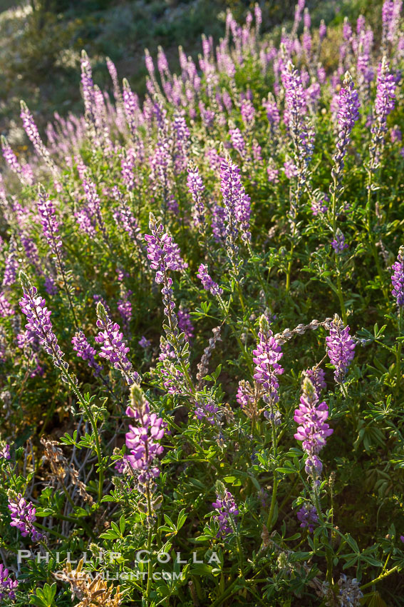 Lupine color the sides of the Borrego Valley in spring.  Heavy winter rains led to a historic springtime bloom in 2005, carpeting the entire desert in vegetation and color for months. Anza-Borrego Desert State Park, Borrego Springs, California, USA, Lupinus arizonicus, natural history stock photograph, photo id 10968