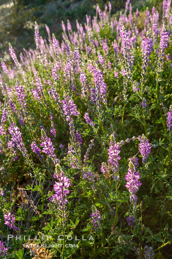 Lupine color the sides of the Borrego Valley in spring.  Heavy winter rains led to a historic springtime bloom in 2005, carpeting the entire desert in vegetation and color for months. Anza-Borrego Desert State Park, Borrego Springs, California, USA, Lupinus arizonicus, natural history stock photograph, photo id 10968