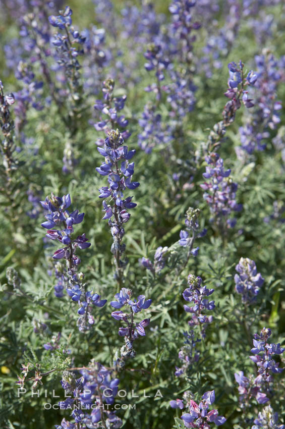 Arizona lupine blooms in spring in the hills above Anza-Borrego Desert State Park, Montezuma Drive. Borrego Springs, California, USA, Lupinus arizonicus, natural history stock photograph, photo id 11392