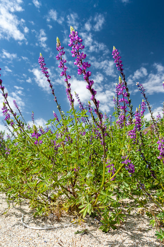 Lupine color the floor of the Borrego Valley in spring.  Heavy winter rains led to a historic springtime bloom in 2005, carpeting the entire desert in vegetation and color for months. Anza-Borrego Desert State Park, Borrego Springs, California, USA, Lupinus arizonicus, natural history stock photograph, photo id 10951