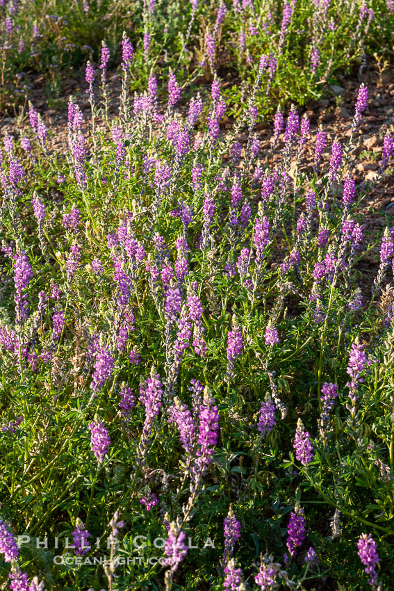 Lupine color the sides of the Borrego Valley in spring.  Heavy winter rains led to a historic springtime bloom in 2005, carpeting the entire desert in vegetation and color for months. Anza-Borrego Desert State Park, Borrego Springs, California, USA, Lupinus arizonicus, natural history stock photograph, photo id 10967