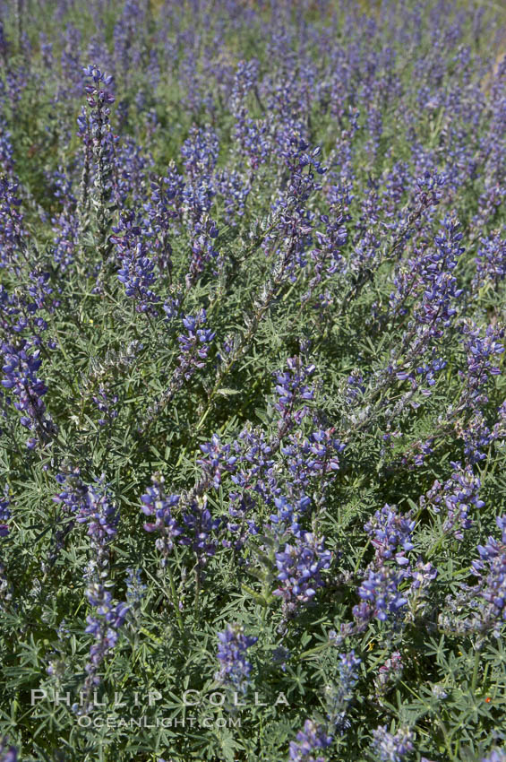 Arizona lupine blooms in spring in the hills above Anza-Borrego Desert State Park, Montezuma Drive. Borrego Springs, California, USA, Lupinus arizonicus, natural history stock photograph, photo id 11391