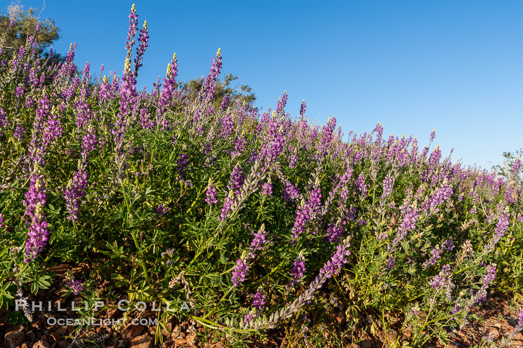 Lupine color the sides of the Borrego Valley in spring.  Heavy winter rains led to a historic springtime bloom in 2005, carpeting the entire desert in vegetation and color for months. Anza-Borrego Desert State Park, Borrego Springs, California, USA, Lupinus arizonicus, natural history stock photograph, photo id 10965