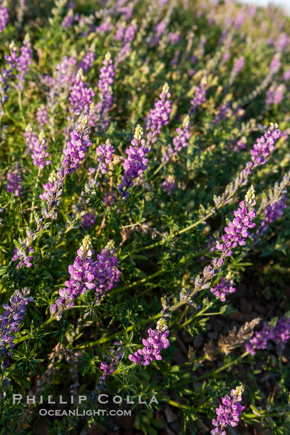 Lupine color the sides of the Borrego Valley in spring.  Heavy winter rains led to a historic springtime bloom in 2005, carpeting the entire desert in vegetation and color for months. Anza-Borrego Desert State Park, Borrego Springs, California, USA, Lupinus arizonicus, natural history stock photograph, photo id 10969